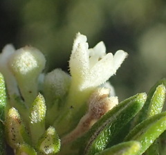 Phylica axillaris maritima