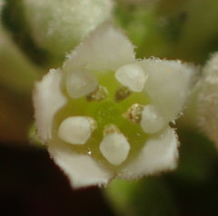 Phylica axillaris maritima