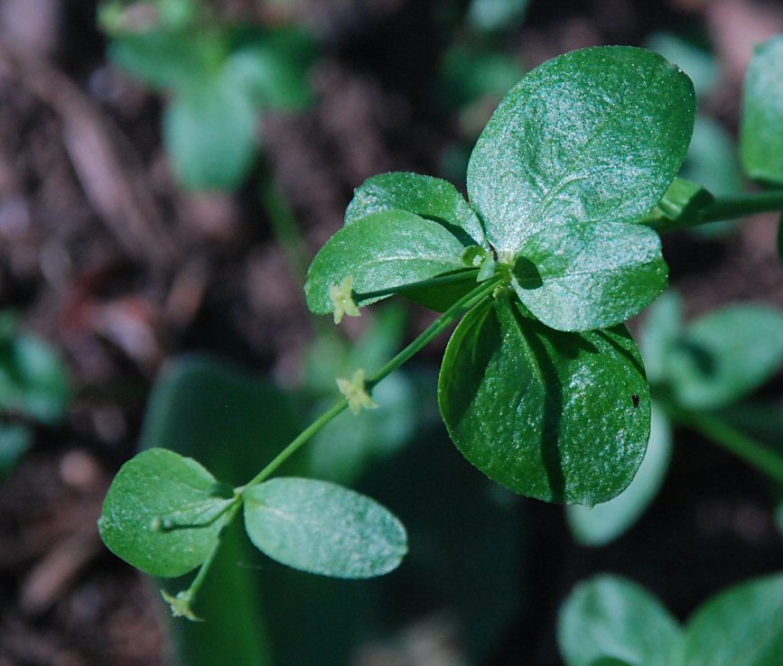 Galium sparsiflorum