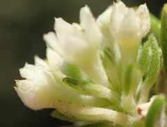 Phylica axillaris maritima