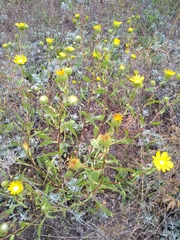 Grindelia nana