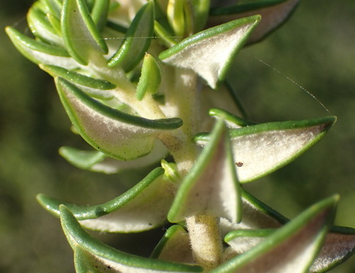 Image of Phylica litoralis by (c) Nicola van Berkel, some rights reserved (CC BY-SA)