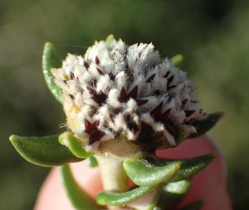 Image of Phylica litoralis by (c) Nicola van Berkel, some rights reserved (CC BY-SA)