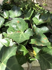 Colletotrichum trichellum
