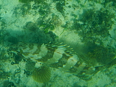 Epinephelus rivulatus