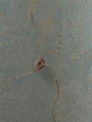 Cosmobunus granarius