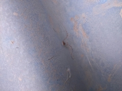 Cosmobunus granarius