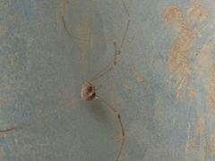 Cosmobunus granarius