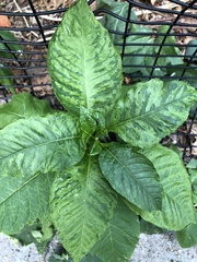 Pokeweed mosaic virus