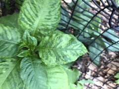 Pokeweed mosaic virus