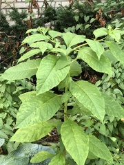 Pokeweed mosaic virus