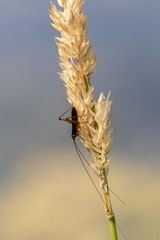 Conocephalus nigropleurum