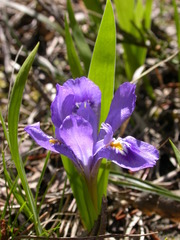 Iris lacustris
