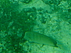 Chaetodon assarius