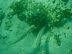 Valenciennea longipinnis