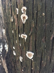 Subantrodia juniperina