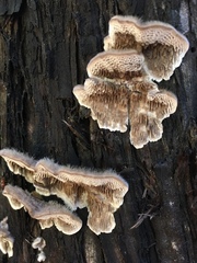 Subantrodia juniperina