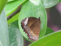 Elymnias hypermnestra hypermnestra