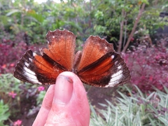 Elymnias hypermnestra hypermnestra