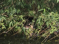 Podiceps cristatus