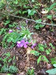 Phlox glaberrima