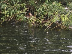Podiceps cristatus
