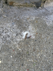 Crematogaster scutellaris
