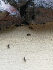 Crematogaster scutellaris