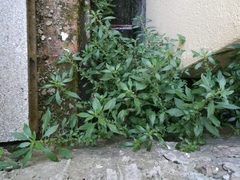 Parietaria