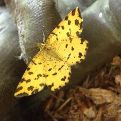 Pseudopanthera macularia