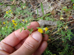 Lotus angustissimus
