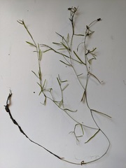 Potamogeton pusillus