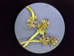 Potamogeton pusillus