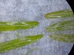 Potamogeton pusillus