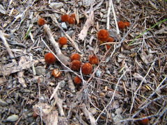 Marasmius elegans