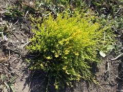Thesium microcarpum
