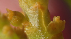 Thesium microcarpum
