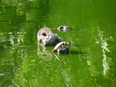 Trachemys venusta iversoni