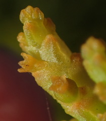 Thesium microcarpum