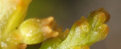 Thesium microcarpum