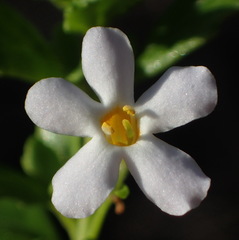 Chaenostoma integrifolium