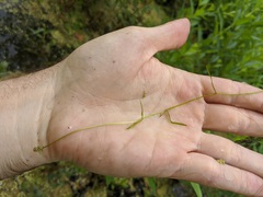 Potamogeton pusillus