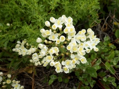 Centaurium maritimum