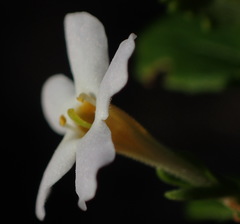 Chaenostoma integrifolium