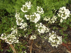 Centaurium maritimum