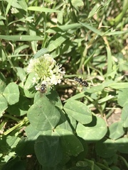Calliopsis andreniformis