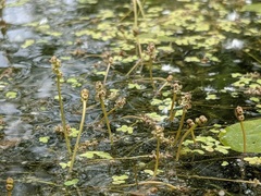 Potamogeton pusillus