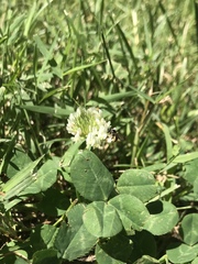 Calliopsis andreniformis