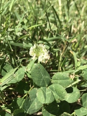 Calliopsis andreniformis