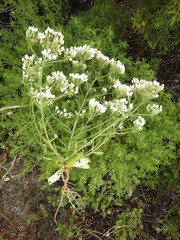 Centaurium maritimum